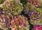 Multicolored French hydrangea