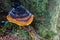 multicolored frozen mushroom on a tree trunk