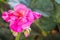 Multicolored Fuchsia pink Geranium Blossom