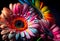 Multicolored gerbera flower macro shot of a water drops falling on a flower petals. Generative ai