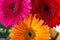Multicolored gerbera flowers