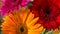 Multicolored gerbera flowers