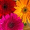 Multicolored gerbera flowers