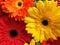 Multicolored gerbera flowers in bouquet, close-up. Colorful gerbera, yellow, orange, red flowers.