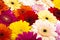 multicolored gerbera isolated