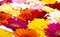 multicolored gerbera isolated