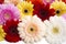 multicolored gerbera isolated