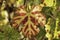 Multicolored grape leaves of autumn vineyard close up on blurred background