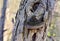 A multicolored hoof tinder fungus growing on a tree trunk.