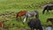 Multicolored horses grazing in a high mountain pasture. Green grass, yellow and purple flowers and a stream in the