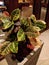 Multicolored house plant Croton planted in a pot with beautiful leaves