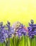 Multicolored hyacinths on yellow background