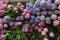 Multicolored Hydrangea Flower background in the garden