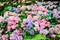 Multicolored hydrangea flowers blooming  in garden