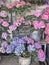 Multicolored hydrangea flowers in buckets.