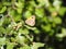 Multicolored insect on a leaf of thorns, tarragona, spain, europe