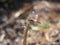 Multicolored insect perched on a vegetable reed in the lake of ivars and vila sana, lerida, catalonia, spain, europe