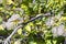 Multicolored Japanese nightingale on a tree branch with a bee in its beak