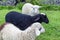 Multicolored lambs graze and play in the pasture on farm or in national reserve