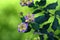 Multicolored lantana flowers in the shadows with a nice green background