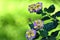 Multicolored lantana flowers in the shadows with a nice green background