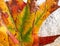 Multicolored leaf of autumn natural design - macro