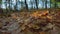 Multicolored Leaves In Autumn Park