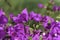 Multicolored leaves of Bougainvillea plant closeup on a blurred background. Selective focus