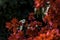 Multicolored leaves of Bougainvillea plant closeup on a blurred background. Selective focus