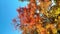 Multicolored leaves on branches of tree sway in strong wind. Red, yellow, orange, green leaves on background of blue sky.