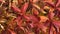 Multicolored leaves of wild or maiden grapes Latin. Parthenocissus in autumn