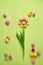 Multicolored macarons imitating a flower on real stem on light green background