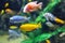 Multicolored Malawi cichlids. Fish of genus Cynotilapia