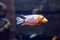 Multicolored Malawi cichlids. Fish of genus Cynotilapia