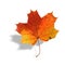 Multicolored maple leaf with shadow