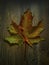 Multicolored maple leaf on wooden background