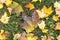 Multicolored maple tree leaves on green grass