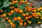 Multicolored marigold flowers in the garden on the flowerbed