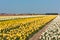 Multicolored narcissus field in Holland