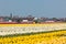 Multicolored narcissus field in Holland