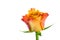 Multicolored orange and red rose on wihte background