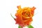 Multicolored orange rose isolated