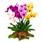 Multicolored orchid flowers growing on a stump