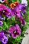 Multicolored pansies on the flower bed