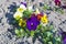 Multicolored Pansies flowers grow on flowerbed