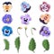 Multicolored pansy flowers with buds on branches and green leaves. Set of vector images with shadows.