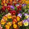 Multicolored pansy flowers in a flowerbed