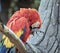 multicolored parrot