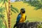 Multicolored parrot in front of tropical background