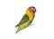 Multicolored parrot on white background